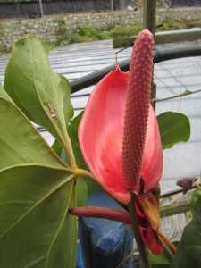 Cameron Highlands-085